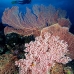 coral_soft_pc_v_0705_png1944.jpg